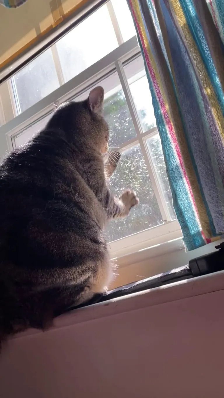 Why does my cat do this?