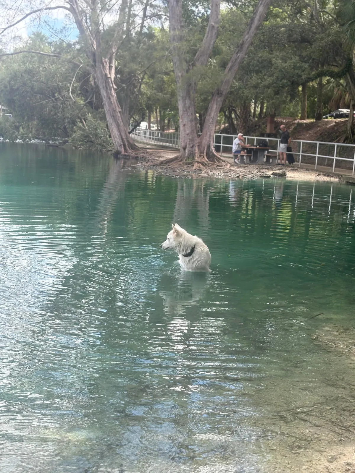 Trying to figure out who put holes in the ball he was chewing on and made it sink