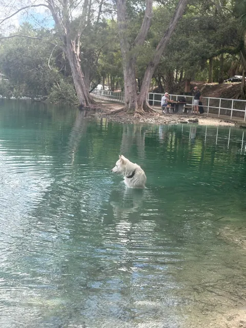 Trying to figure out who put holes in the ball he was chewing on and made it sink