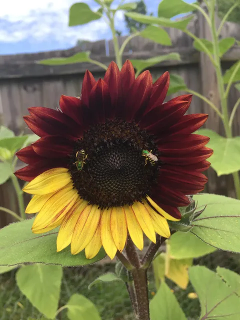 I don’t think any of my other sunflowers are going to top this one