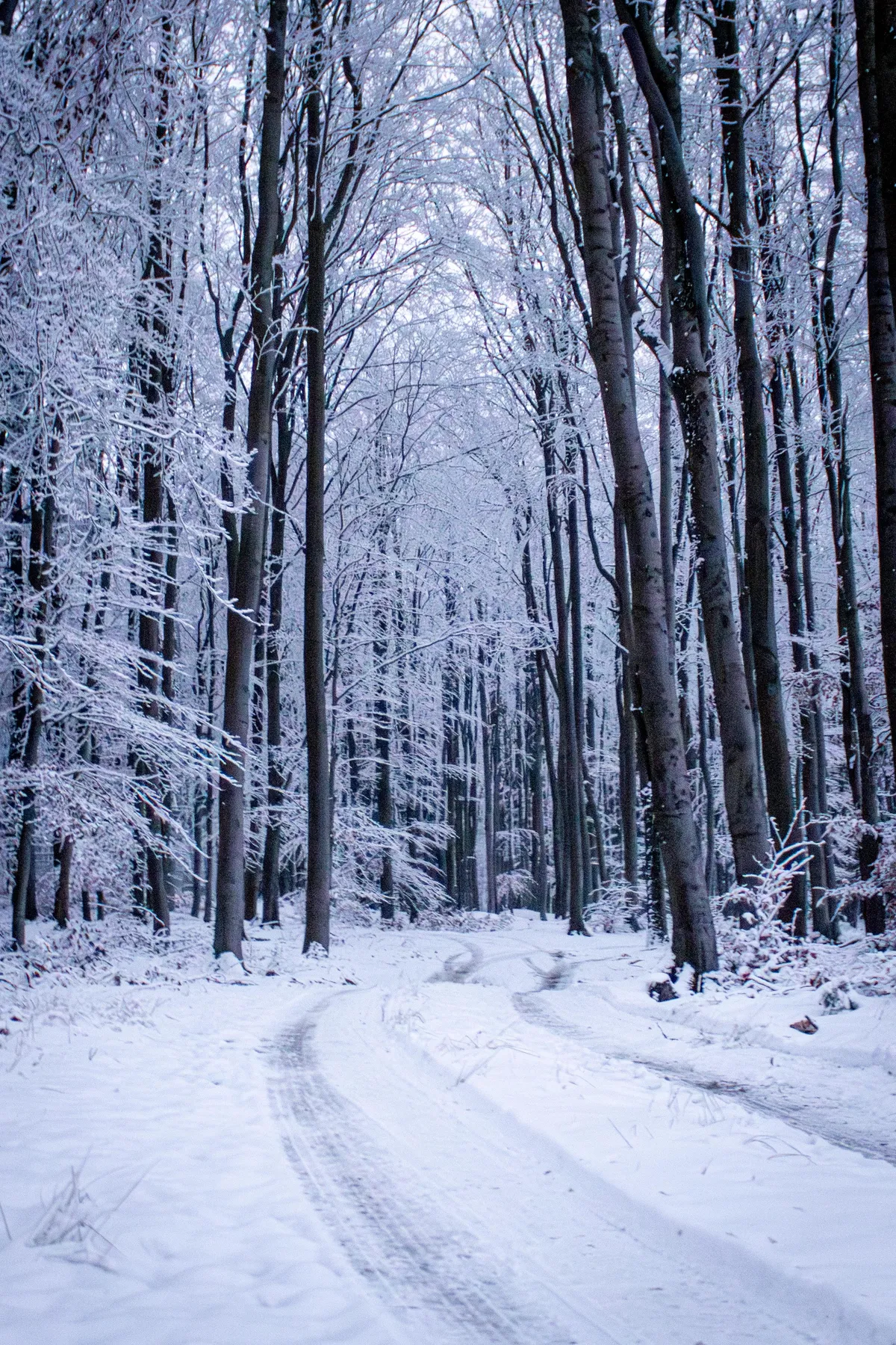 Beatiful snowy forest, Czech Republic (OC) 2559x3899