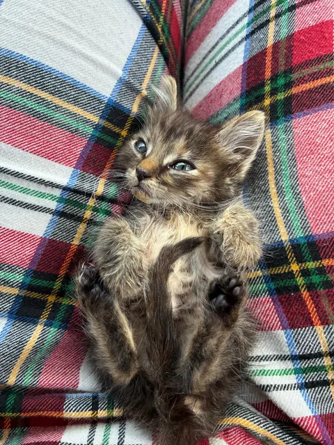 Tini tiny baby was found by my boyfriend‘s friend so we are taking her in. She’s about three weeks old and so itty-bitty.🫨