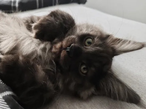 Théoden from 2 to 16 weeks old