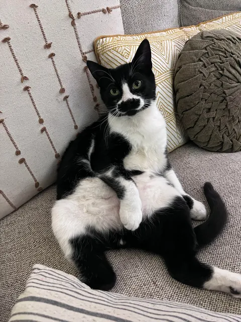 Cosmo’s ✨transformation✨