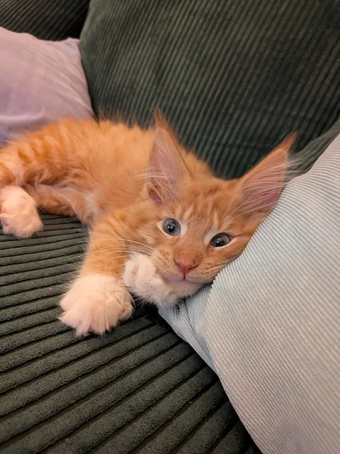 Adopted this sweet boy - noticed there is something slightly off about his eyes