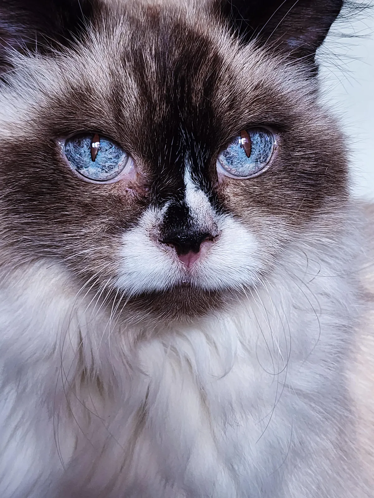 Finally got a good picture of her eyes