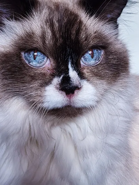 Finally got a good picture of her eyes