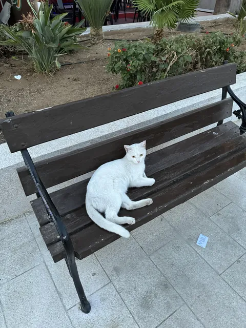 This white cat claimed the whole bench like it pays rent