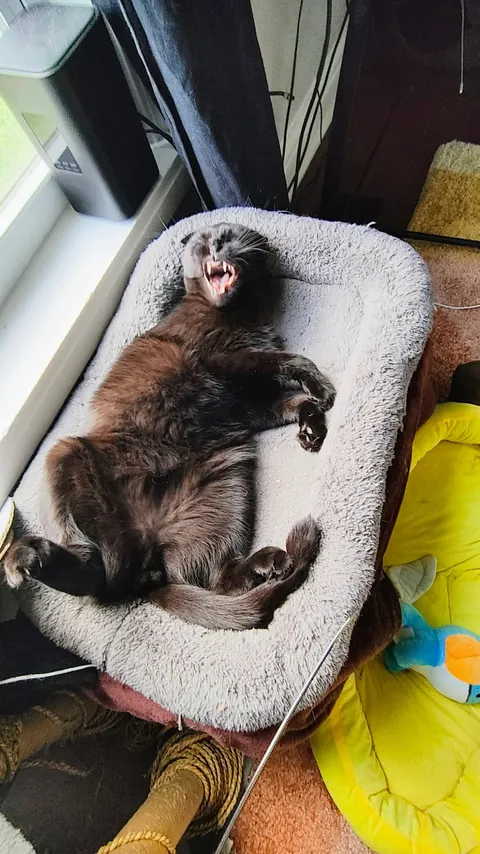 Are my cats ...okay? be honest