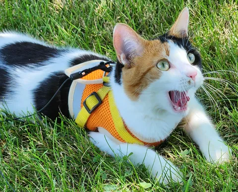 Introducing Baby Jessica