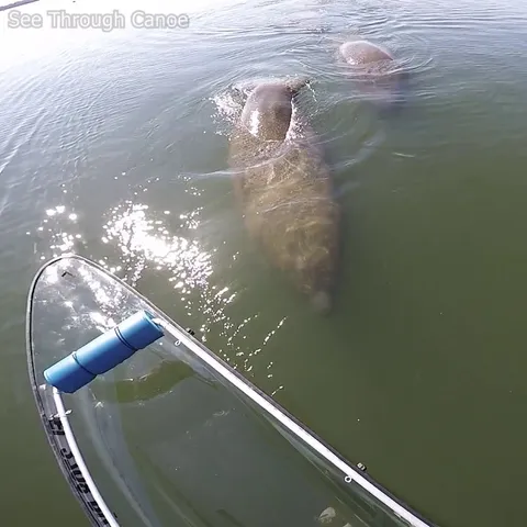🔥 The Craziest Thing I've Ever Seen a Manatee Do...
