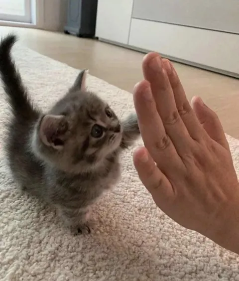 Hi 5