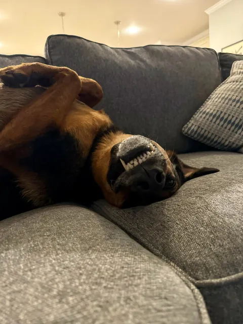 It’s Gary! My goofy, handsome, spoiled boy