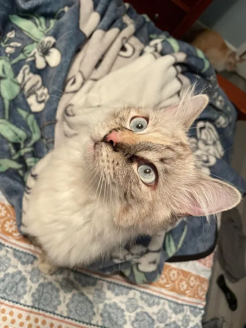 The dunking of her favorite mousey: my least favorite ritual