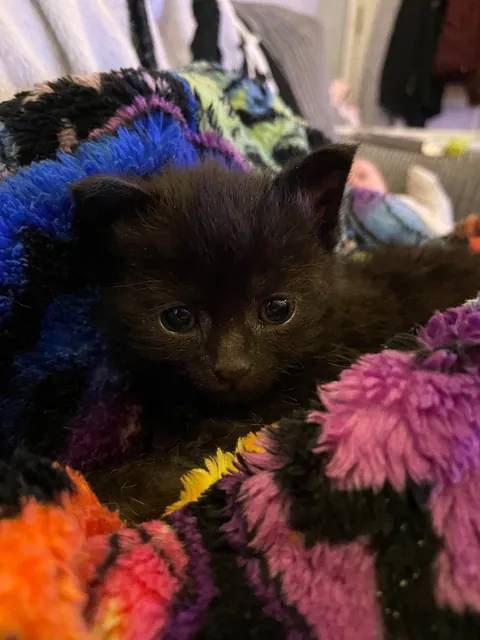 Mortimer The Frostbitten Kitten