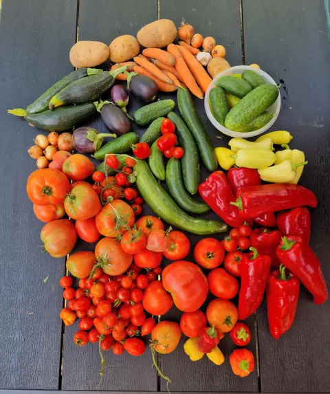 You reap what you sow. Happy with today's harvest.