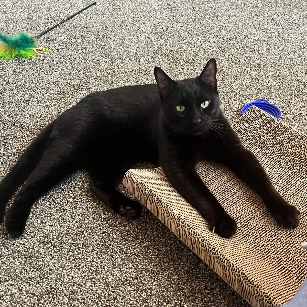 Adopted my first cat