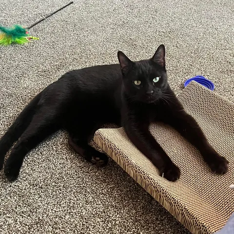 Adopted my first cat