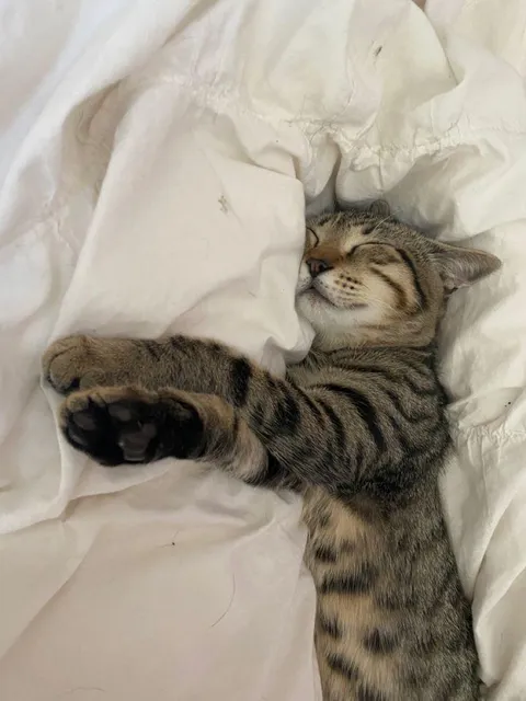 Do you let your cat sleep on the bed?