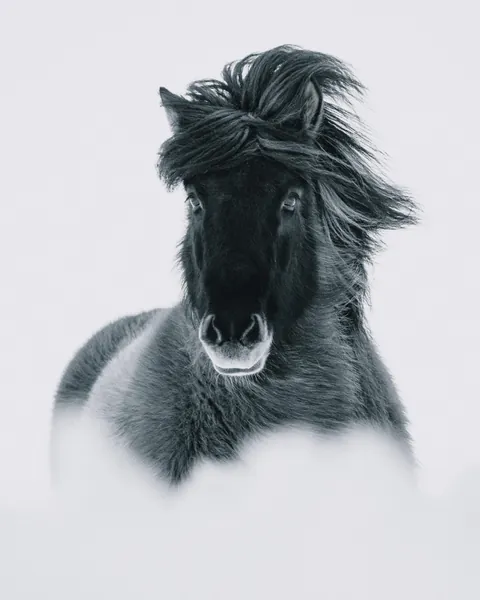 ITAP of an Icelandic horse