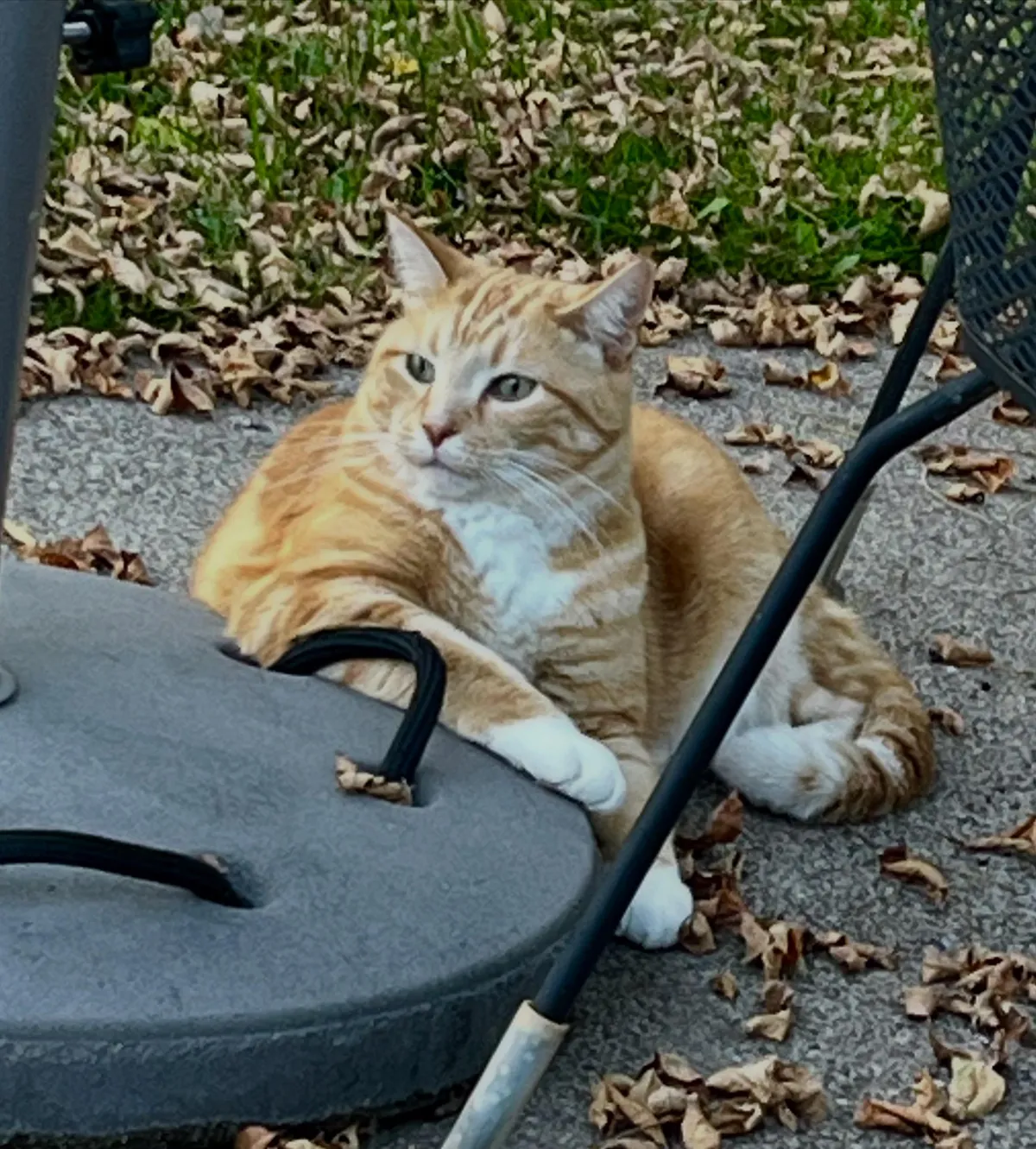 World’s most interesting cat.