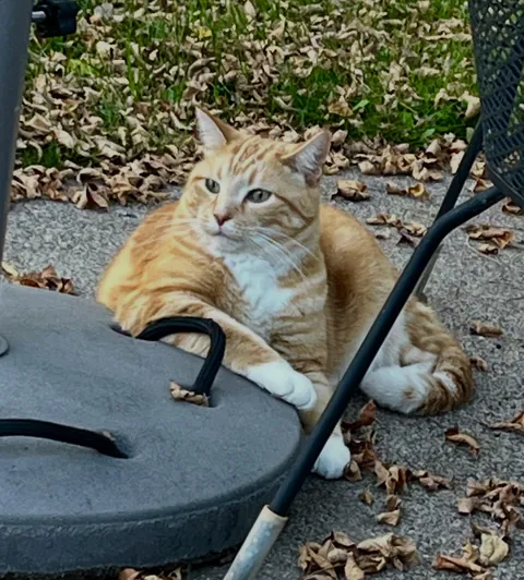 World’s most interesting cat.