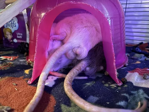 Interrupting your regular programming for bölls