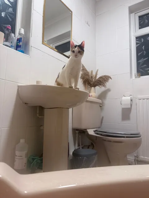 Why does she sleep near me but never on me, and yet never leaves my side like a shadow?