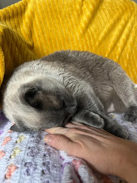 Update: I adopted Susie