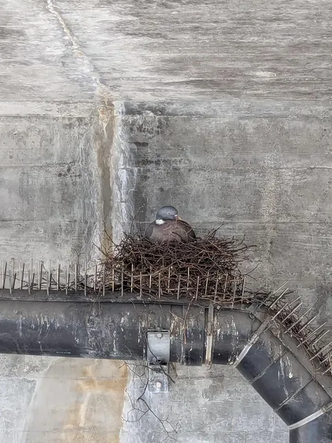 Pigeon built its nest on anti-pigeon spikes.