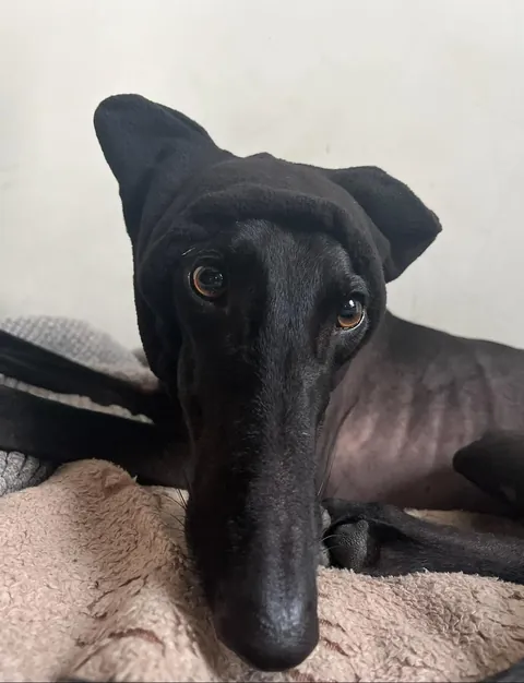 My fav funny pics of my two dogs Athena and Aurora