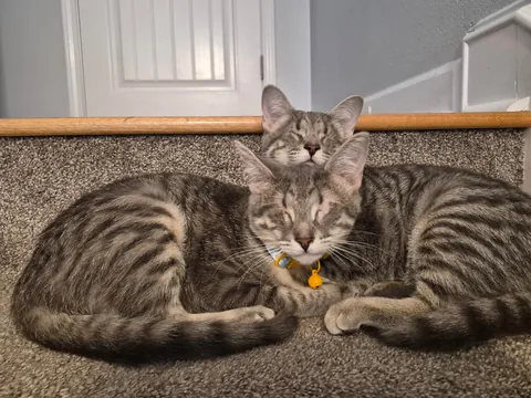 We adopted these eyeless cats and we are in love ❤️