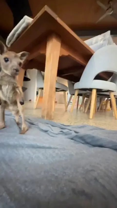 Taking her first steps 🦘