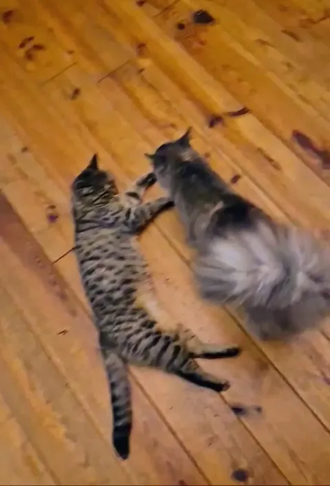 These girls are sisters. They are best friends. Whoever says that cats aren't social has never met a bonded pair ♡