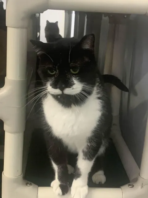 I just hit two years helping at the local animal shelter!