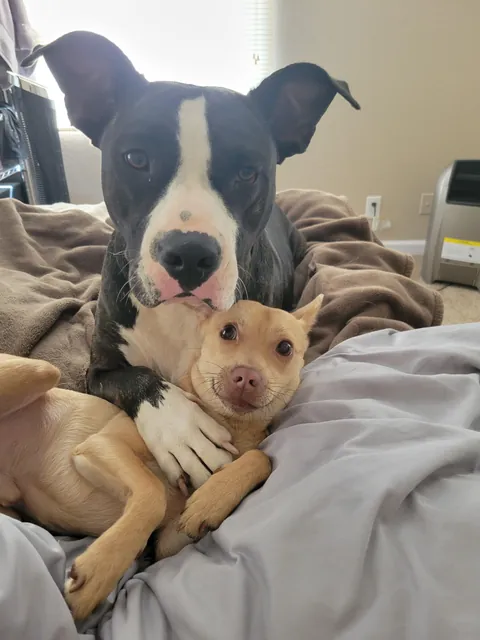 my dog and his gf