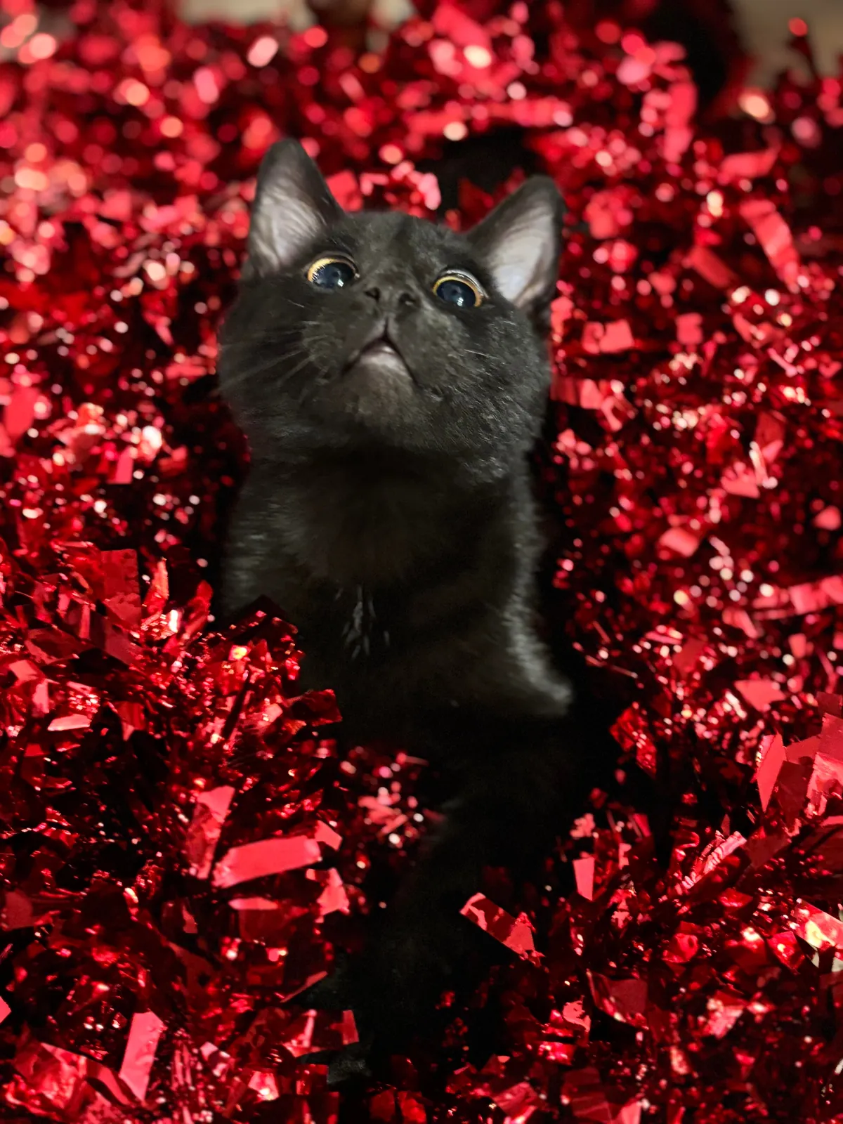 Baby void’s first Christmas 🌟