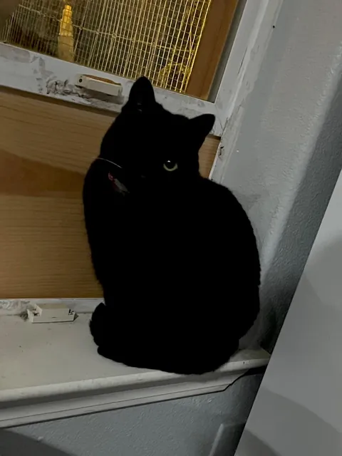 This is my parents’ cat Maple