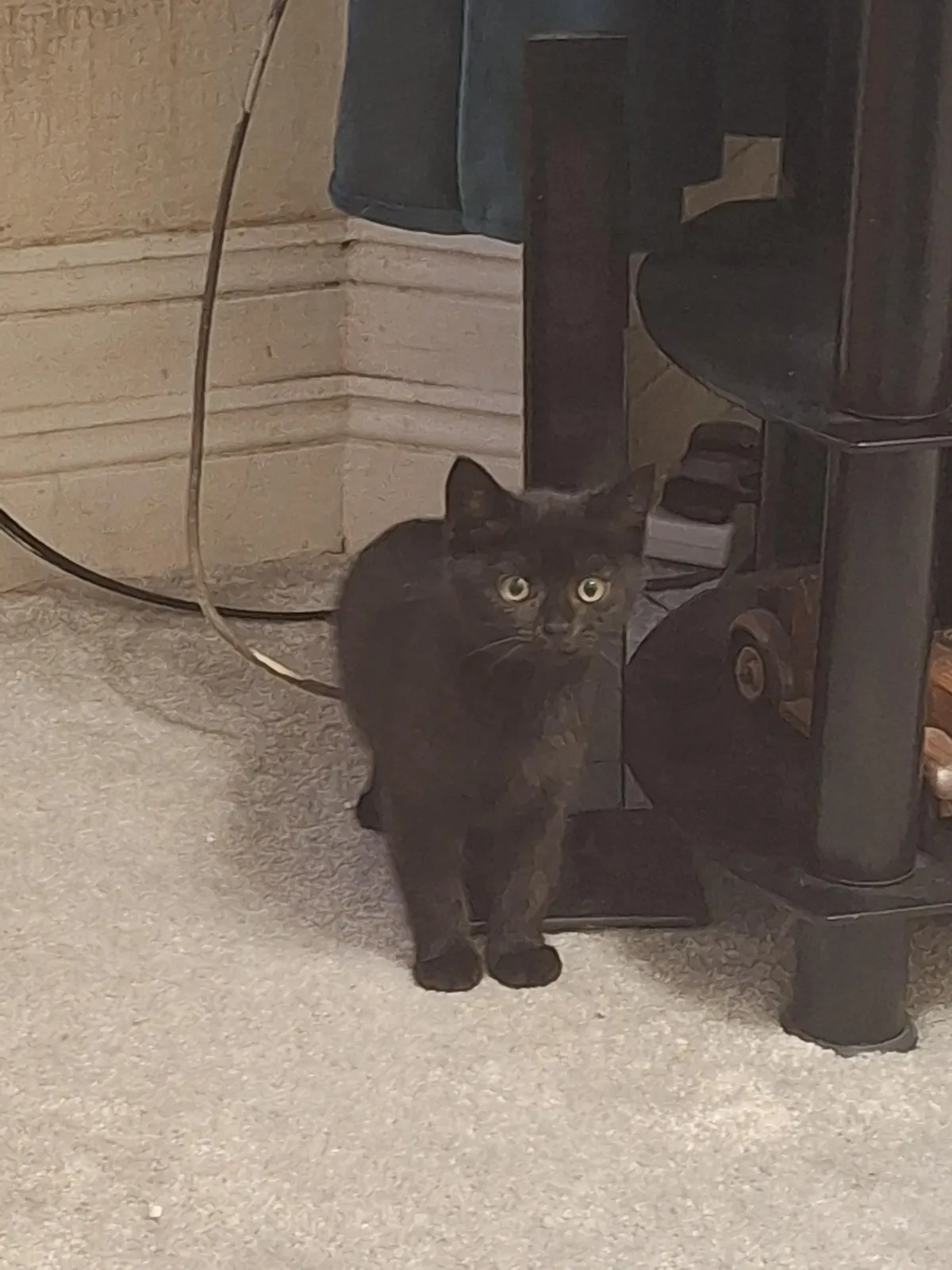 I got a new kitten yesterday. She's been hiding but came out for the first time today! My brave girl. 