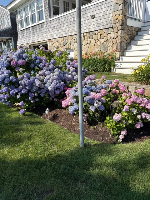 My mom’s hydrangea down the cape! Happy 4th to those who celebrate!
