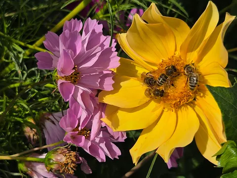 Late summer in the garden