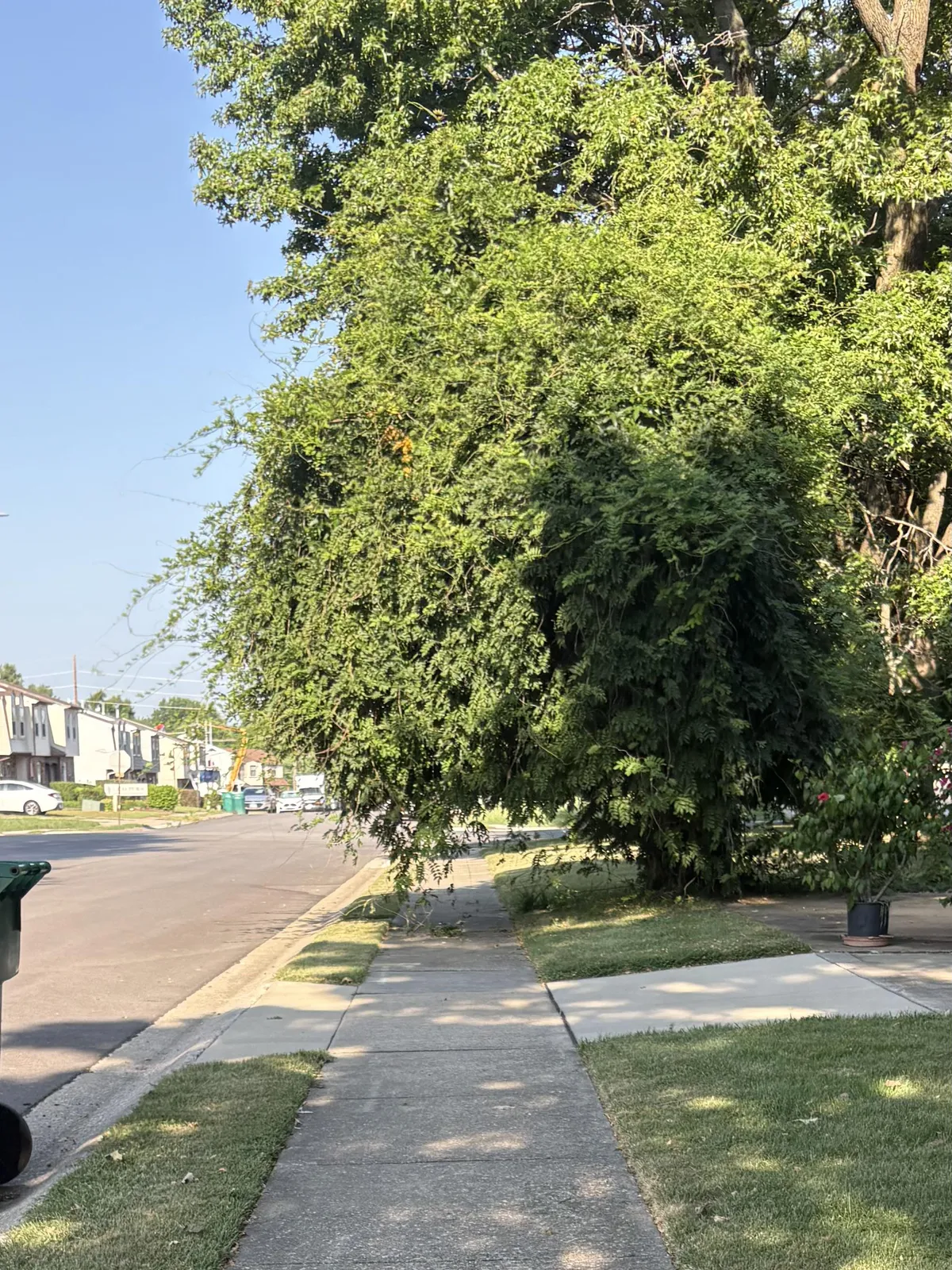 Neighbor refuses to cut tree that’s taking over the sidewalk.