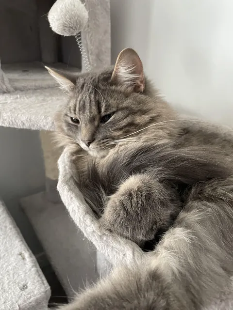 Biscuits has way longer whiskers on the same side as his dead eye…