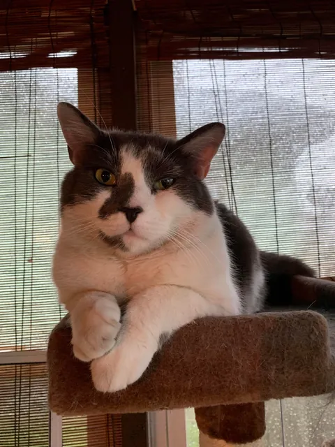 My sweet boy crossed over the rainbow bridge tonight