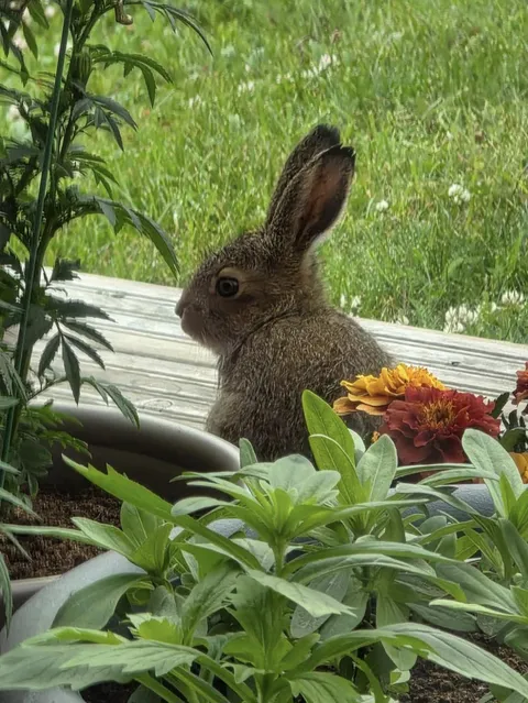 🔥 A mountain hare leveret that has been living outside my aunt's house for a couple of days. It is quite shy, but does have a fondness for her plants