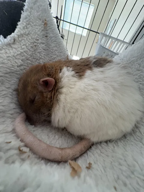 why is he so cute i cant do this