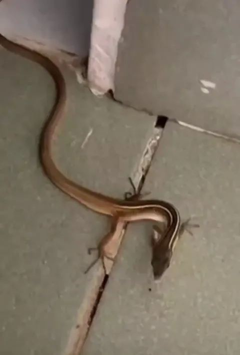 🔥Takydromus sexlineatus, a species of lizard native to Southeast Asia, endowed with an extremely long tail.