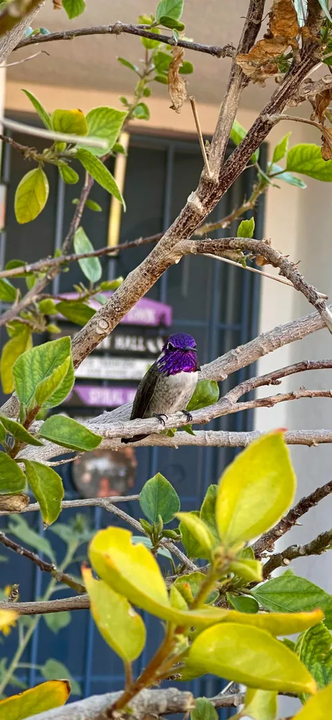 This pretty lil guy visited my garden today 🥰