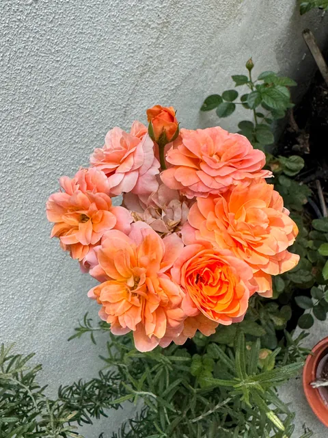 My roses are blooming like a bouquet and I’m in awe 😍😍😍 and they smell sooo amazing too!