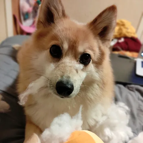 My rare pupper, Piper